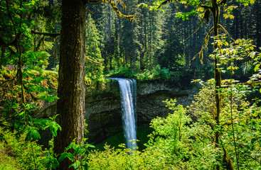 Beautiful waterfall in springtime at Silver Falls State park in Oregon, Northwest USA