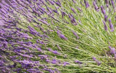 Anbau von Lavendel als Heilpflanze