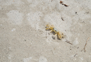 Crabe jaune