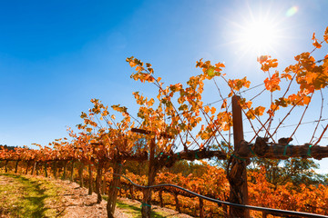 Vineyard in autumn with fall foliage color. Rows of terraced grapevines under a blue sky and blazing sun with intentional lens flare. Location: California wine country. Copy space