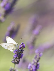 Kohlweißling im Lavendelfeld