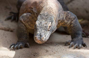 Fototapeta premium The Komodo dragon Varanus komodoensis close up portrait. Species of lizard found in the Indonesian islands