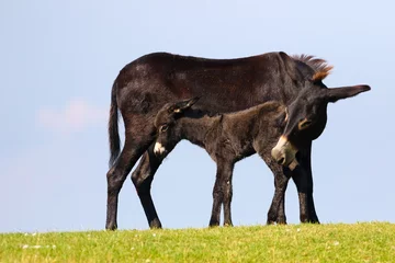 Photo sur Plexiglas Âne Mère noire et bébé âne