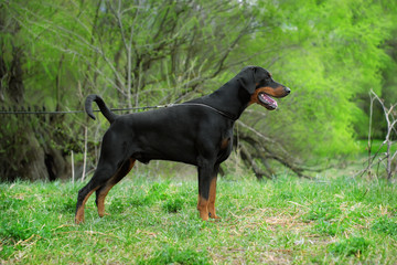 Portrait of a dog's exhibition stand. Doberman in the Park on a leather slip lead is obedience