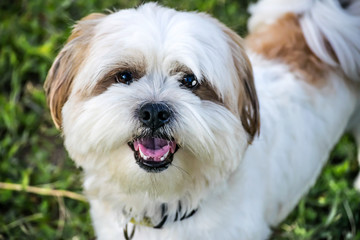 Cute happy Shih Tzu dog on green grass looking in camera