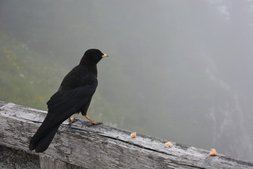 Black Bird