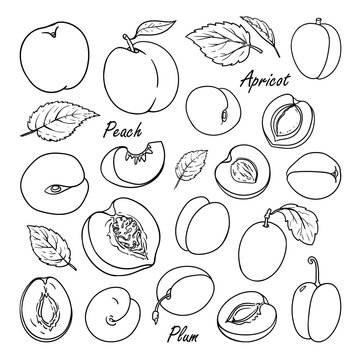 Set of vector fruits: peach, plum, apricot. Hand drawn collection for design, isolated on white. Black lines sketch