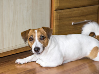 A cute dog Jack Russell Terrier lying on brown laminate floor near a closet in a room