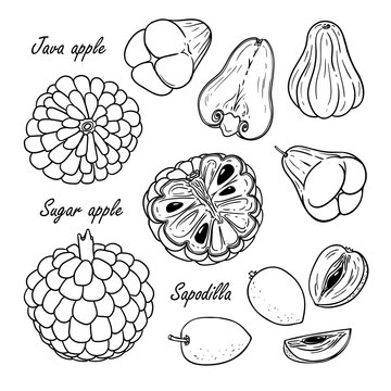 Set of vector tropical fruits: java apple, sugar apple, sapodilla. Hand drawn collection for design, isolated on white. Black lines sketch