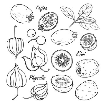 Set of vector fruits: feijoa, kiwi, physalis. Hand drawn collection for design, isolated on white. Black lines sketch
