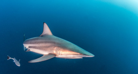 Obraz premium Blacktip Shark