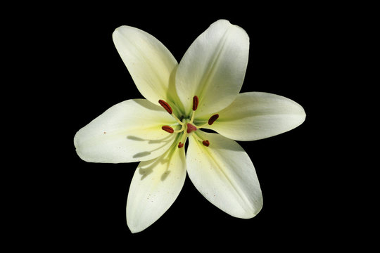 L.A. Hybrid Lilie 'Courier' large white-lime flower isolated on black