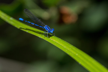 Blue Dragonfly on Grass