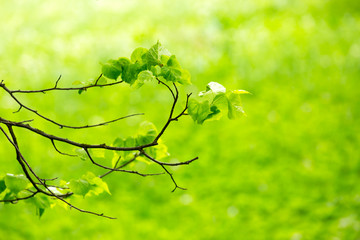 Highly saturated spring leaves with shallow depth of field.