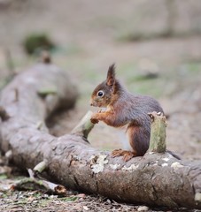 Feeding Red Squirrel