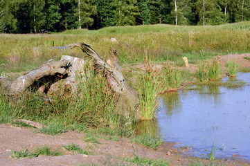 Baumstumpf am Teichufer