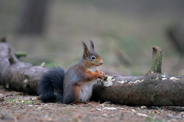 Feeding Red Squirrel