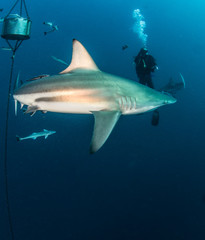 Fototapeta premium Blacktip Shark