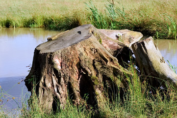 Baumstumpf am Teich