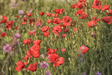 summer field with flowers at magnificent sunset. soft focus vintage colored natural background