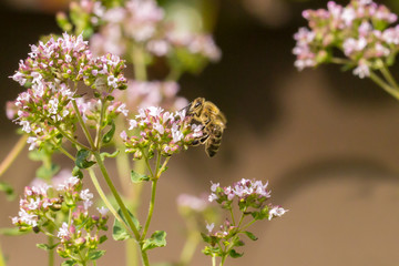 Eine Biene beim Sammeln von Nektar © nehls16321