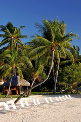 Lush palm trees and tropical beach scene