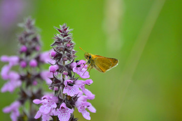 Schmetterling an lila Blüte