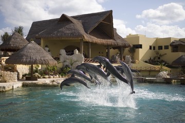 Dolphins at sea