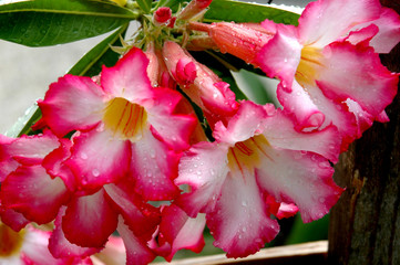 pink desert rose in bloom