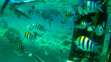 Obraz na płótnie Canvas tropical fish swimming