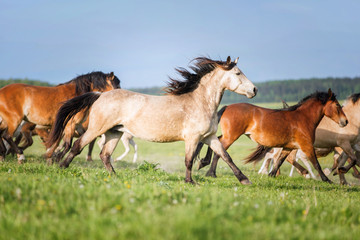 Herd of running horses.