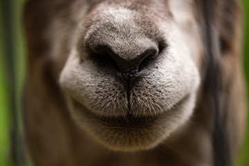 Goat close-up mouth
