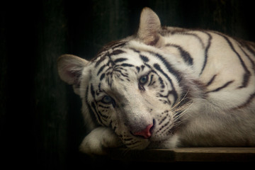 White tiger resting