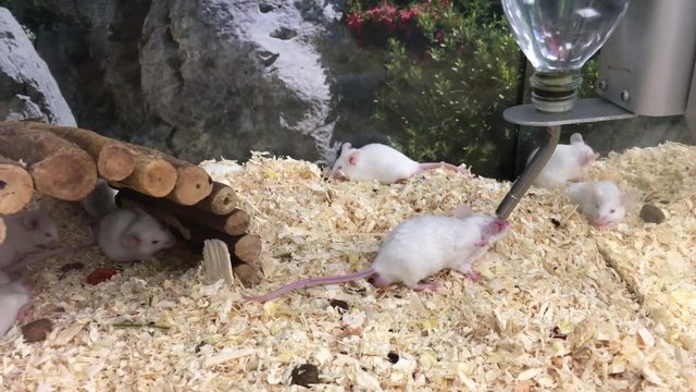 Weiße Mäuse