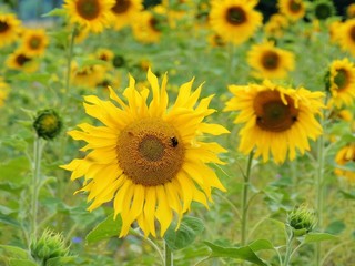 Sonnenblumenfeld mit Hummeln