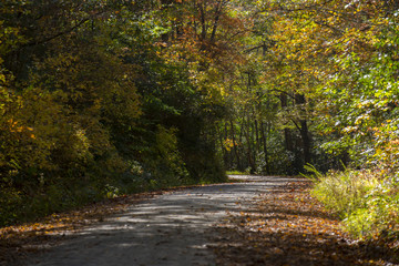 tree lined country road 