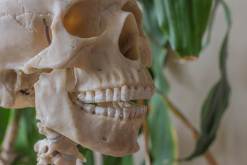 Искусственный скелет человека, наглядное пособие по биологии, медицине - obrazy, fototapety, plakaty