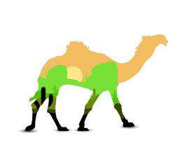 Silhouette of camel with abstract colors of desert.