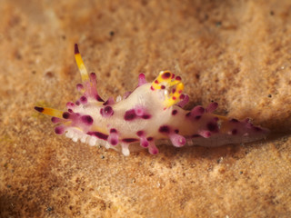 Nudibranch Aegires villosus