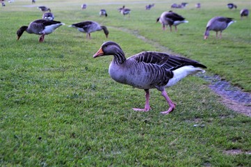 Gans auf Wiese