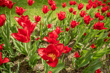 Many red tulips with green stems in the flowerbed. In the flower is pistil and stigma. Illuminated by sun.