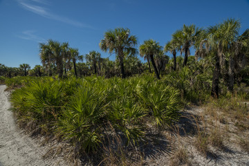 Fototapeta premium natural vegetation on the beach palm trees and plants
