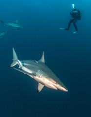 Blacktip Shark