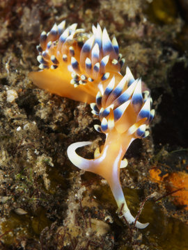 Nudibranch Caloria indica