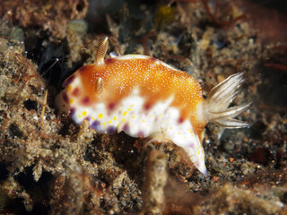 Nudibranch Chromodoris collingwoodi