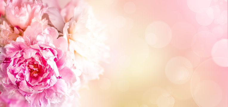 Peonies flowers bunch over pink blurred background. Beautiful pink peonies flower Easter border design closeup. Copy space for your text. Wide banner.
