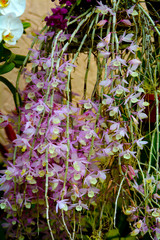 orchids hanging from pots hung up