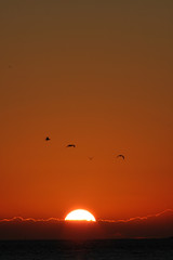 orange skies sunset ove ocean 