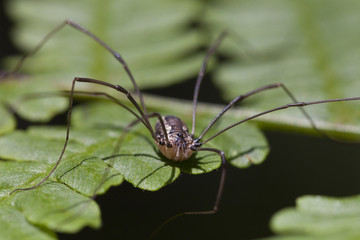 Close up of a harvestmen spider (Phalangium opilio) on fern leaves.