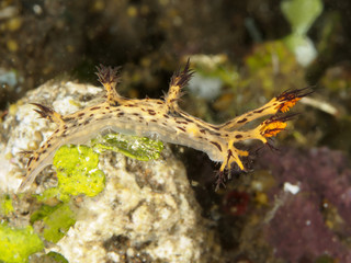 Nudibranch Dendronotus regius
